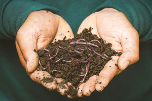 250g Live composting worms Hungry Worms