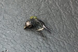 Flies - Kiwi Fly Fishing: Tiny Black TH - Kiwi Fly Fishing