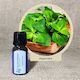 Peppermint - Pure Essential Oil