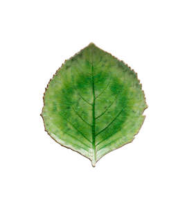 Plates: Riviera Leaf 22cm