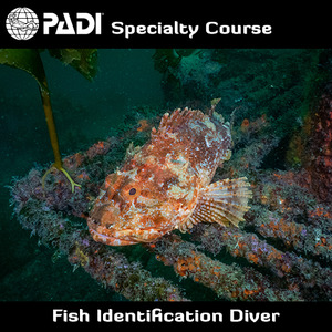 Speciality Courses: PADI Fish Identification Diver Speciality