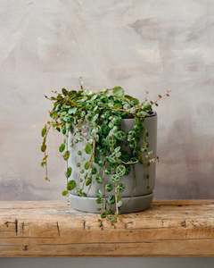 Peperomia: Peperomia String of Turtles