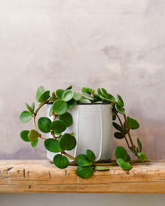 Peperomia: Peperomia Hope