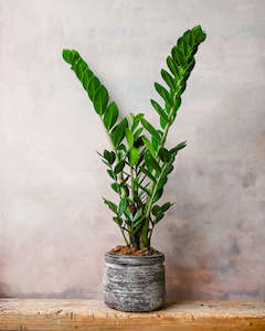 Low Light: Zamioculcas Zanzibar Gem