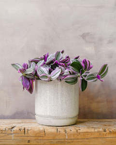 Essentials: Tradescantia Sweetness