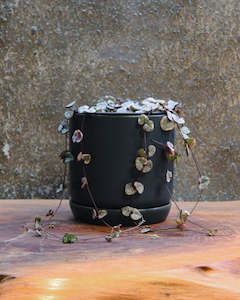 Variegated Chain of Hearts