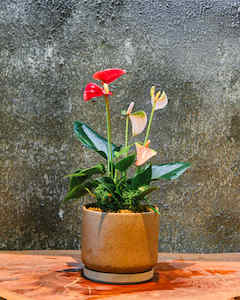 Gifts: Flamingo Duo - Love Letter