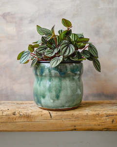 Peperomia Piccolo Banda