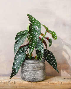 Living Room: Begonia Polka Dot