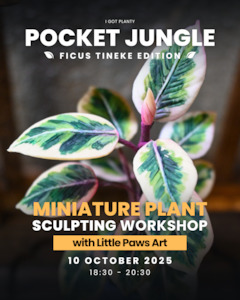 Pocket Jungle - Ficus Tineke