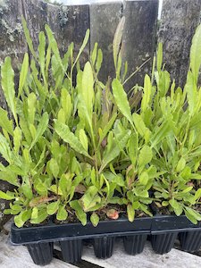 Ake Ake (Green) - 28 Cell Tray - Te Punga Farming