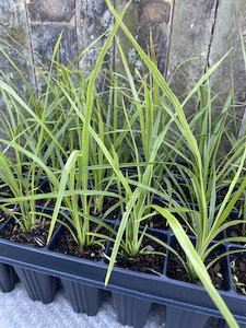 Cabbage Tree - 28 Cell Tray - Te Punga Farming