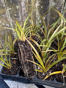 Products: New Zeland Flax - 28 Cell Tray - Te Punga Farming
