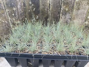 Banks Peninsula Blue Tussock - Te Punga Farming