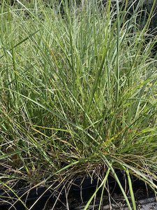 Toe Toe - 28 Cell Tray - Te Punga Farming