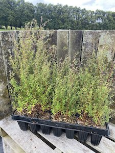 Products: Manuka - 28 Cell Tray - Te Punga Farming