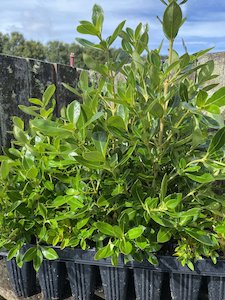 Karamu - 28 Cell Tray - Te Punga Farming