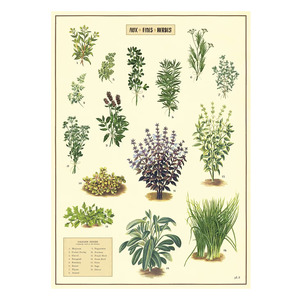 Cavallini Vintage Poster Herbs