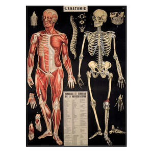 Vintage Retro: Cavallini Vintage Poster L'Anatomie