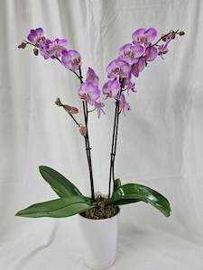 Phalaenopsis Orchid Plant