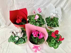 Cyclamen Plant