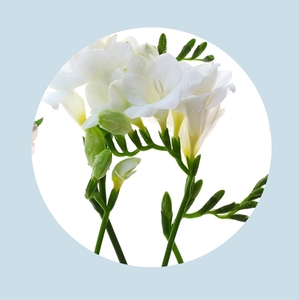 Products: Floral & Elegant Fragrance Bundle 30ml - Illumina Candle Supplies