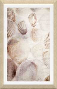 Seashell Framed Textured Print