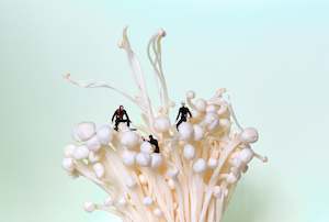 "Another Mushroom Trip" Print