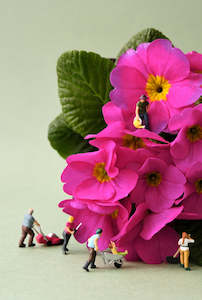 Art Prints: "Vertically Challenged Gardening" Print by adam popovic