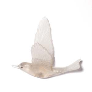 Shining Cuckoo / Pipiwharauroa - Pale Bronze