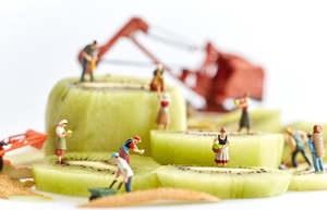 Art: "Kiwifruit Harvest" Print