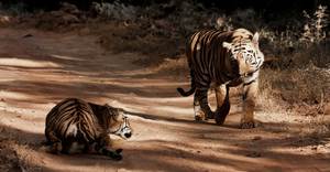 Maharashtra Wild Trail