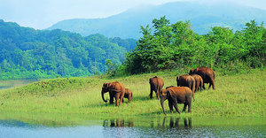 Products: Wildlife Tour – South India