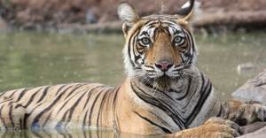 Wildlife Tour-North India
