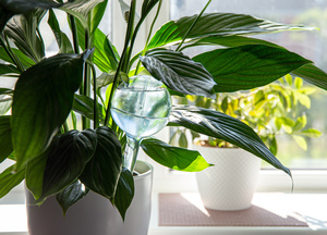 Products: Self-Watering Globes Pack – Small Green