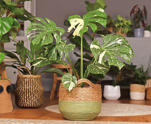 Products: Bio Leaf Premium Variegated Leaf Potting Mix – 2 Litre