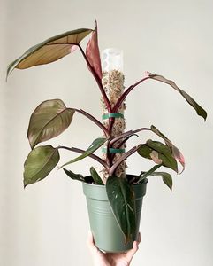 Products: Spruce Swedish Dishcloth – Pot Plant