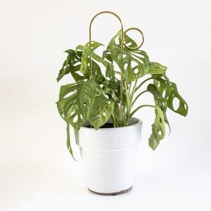 Products: Clear Arch Plant Stakes