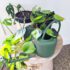 Products: Hampton Indoor Watering Can – Green