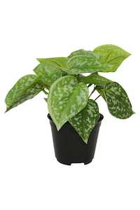 Faux Plants: Potted Scindapsus Pictus