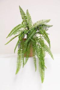 Hanging Ladder Fern - faux