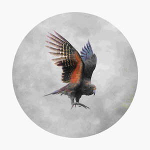 Flying Kea - Small Box Frame