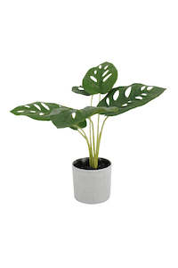 Gifts Under 30: Swiss Cheese Potted Plant - faux