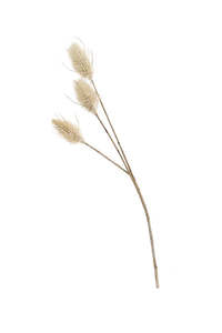 Bunny Tail Stems