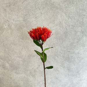 Flower: Pohutukawa Red