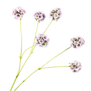 Pristimera Cambodiana Artificial Flower Blush Pink PRISTIMERACAMBODIANA003