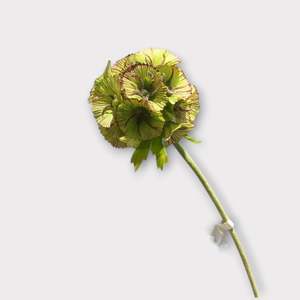 Pristimera Cambodiana Artificial Flower Blush Green PRISTIMERACAMBODIANA001