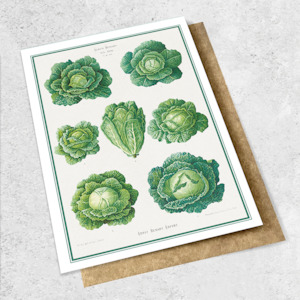 vintage cabbage