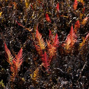 StretchRelief™ Pliers Inkjet Media