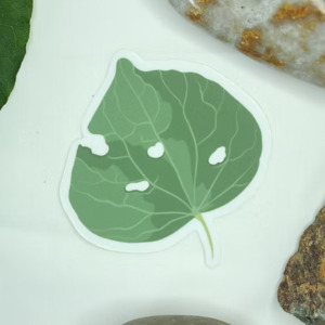 Kawakawa Leaf Vinyl Sticker